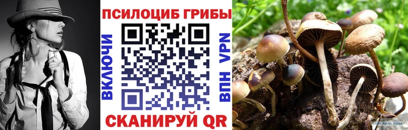 наркотики  Суздаль  Псилоцибиновые грибы Magic Shrooms 